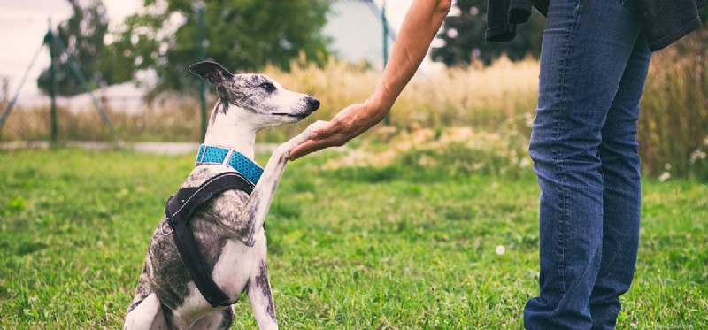 Do Dogs Experience Pepper Heat? Exploring Canine Sensitivity to Capsaicin