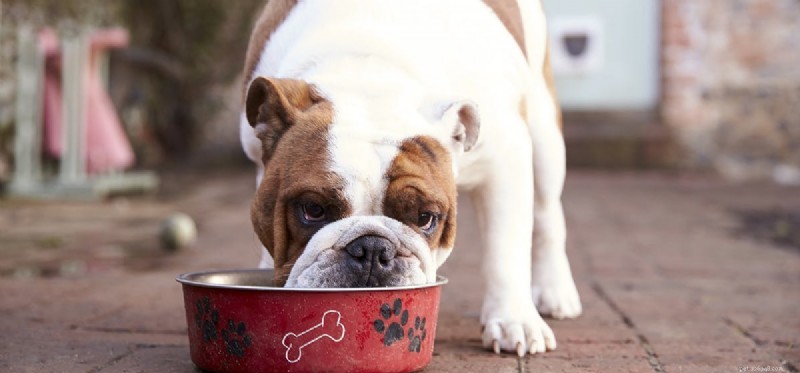 Do Dogs Experience Pepper Heat? Exploring Canine Sensitivity to Capsaicin