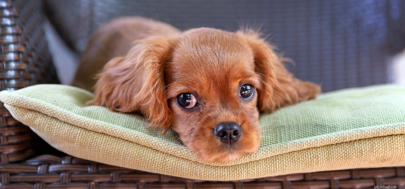 Can Dogs Sense Injustice? Understanding Their Empathy and Rights