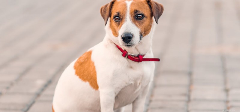 Can Dogs Sense Injustice? Understanding Their Empathy and Rights