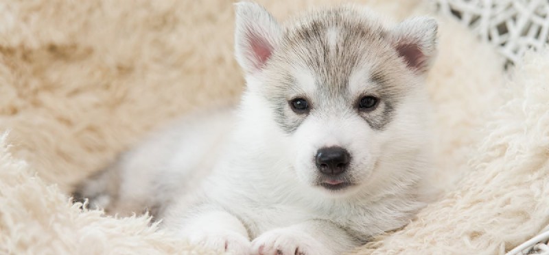 Can Dogs Sense Injustice? Understanding Their Empathy and Rights