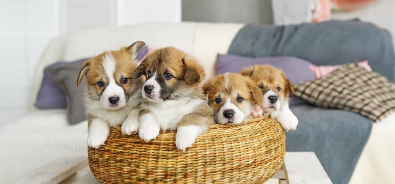 Do Dogs Experience Failure? Understanding Their Emotional Responses