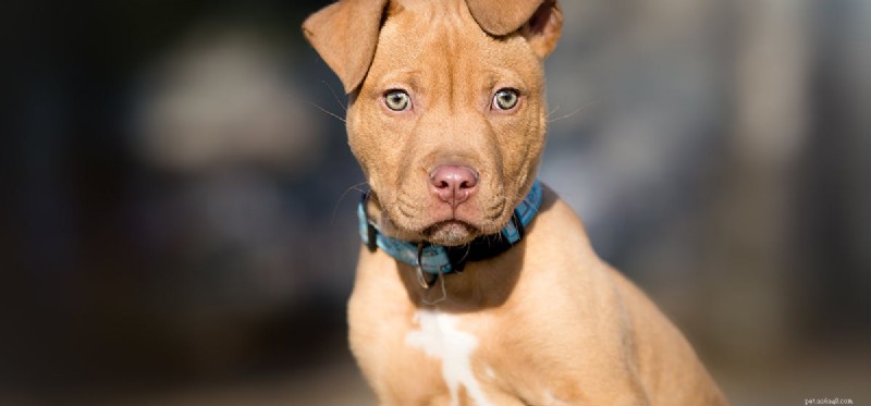 Do Dogs Experience Failure? Understanding Their Emotional Responses