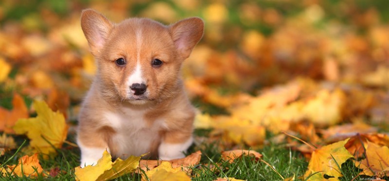 Do Dogs Experience Failure? Understanding Their Emotional Responses