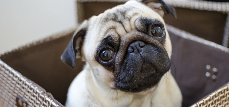 Do Dogs Experience Misery? Understanding Their Emotions