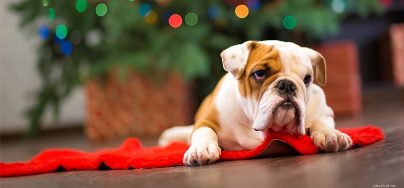 Do Dogs Experience Misery? Understanding Their Emotions