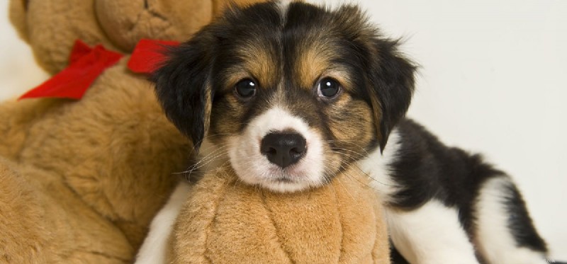 Do Dogs Experience Misery? Understanding Their Emotions