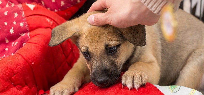 Do Dogs Experience Misery? Understanding Their Emotions