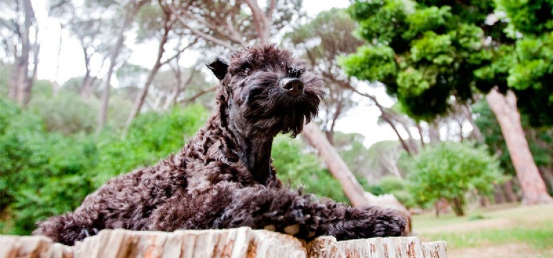 Do Dogs Sense Negative Energy? What Science Says