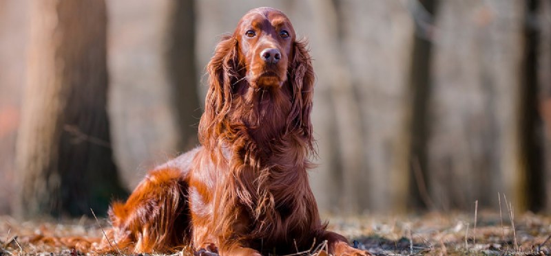 Do Dogs Sense Negative Energy? What Science Says