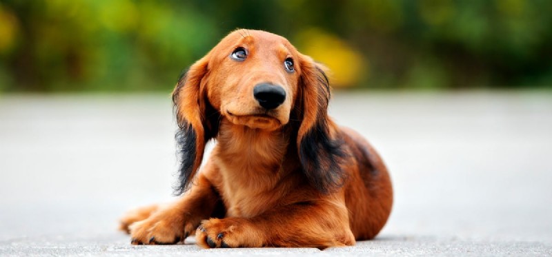 Do Dogs Sense Negative Energy? What Science Says