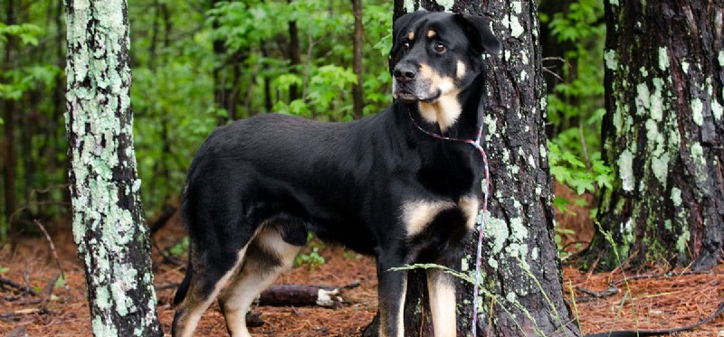 Do Dogs Sense Negative Energy? What Science Says