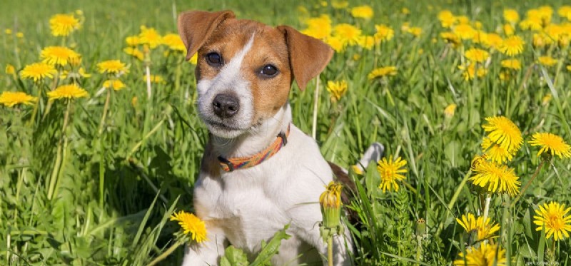 Do Dogs Experience Pride? Debunking the Myth
