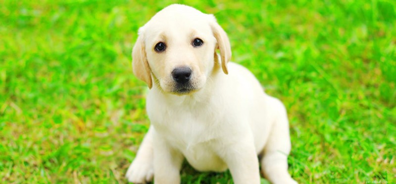 Do Dogs Experience Pride? Debunking the Myth