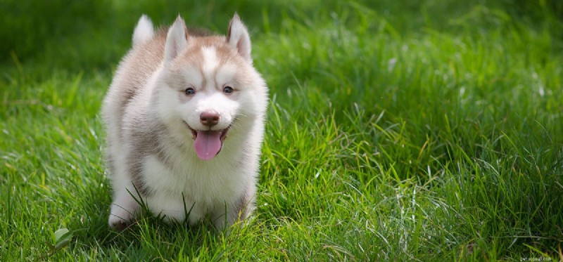 Do Dogs Experience Pride? Debunking the Myth