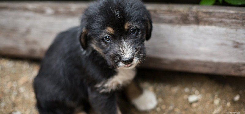 Do Dogs Truly Feel Regret? Understanding Their Emotional Capacity