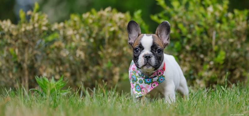 Do Dogs Experience Rejection? Understanding Their Emotional Capacity