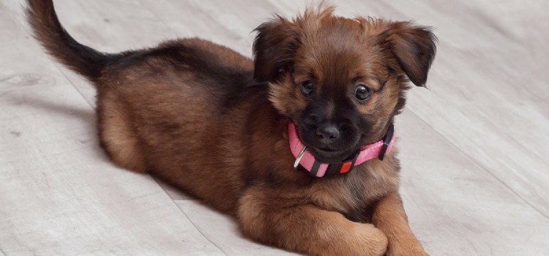 Do Dogs Experience Rejection? Understanding Their Emotional Capacity