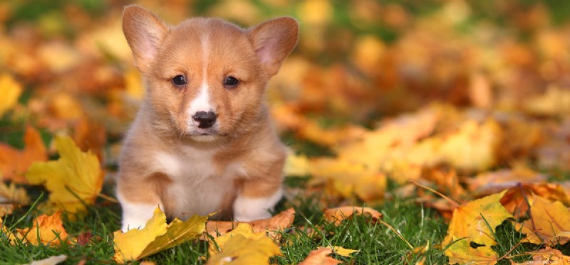 Do Dogs Experience Rejection? Understanding Their Emotional Capacity