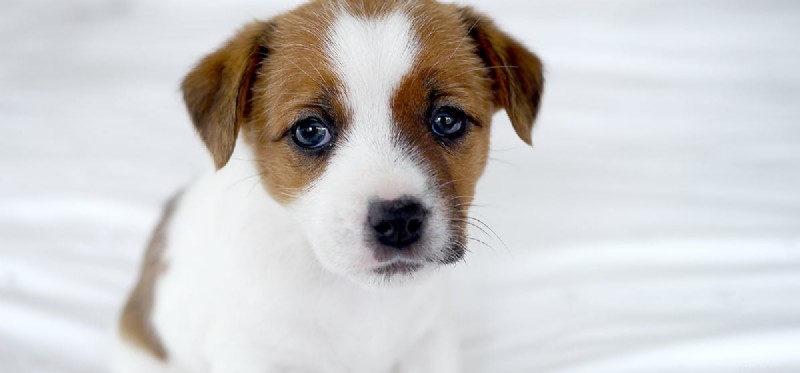 Do Dogs Experience Remorse? Insights into Their Emotional World