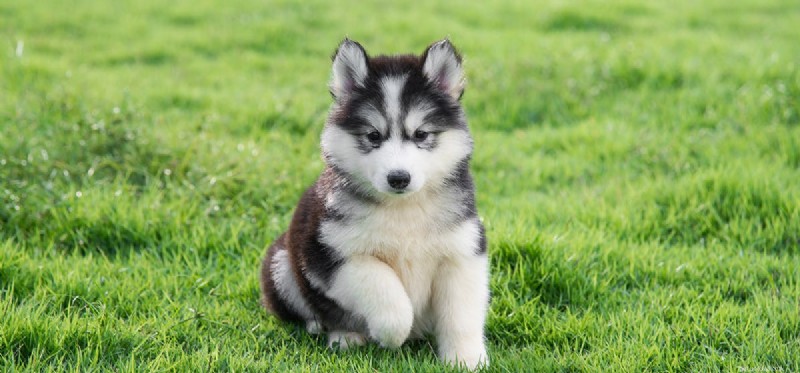 Do Dogs Experience Rejection? Understanding Their Emotional Capacity
