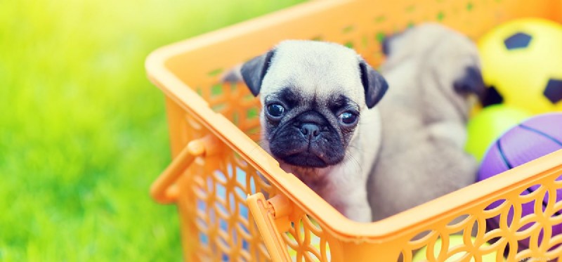 Do Dogs Experience Remorse? Insights into Their Emotional World