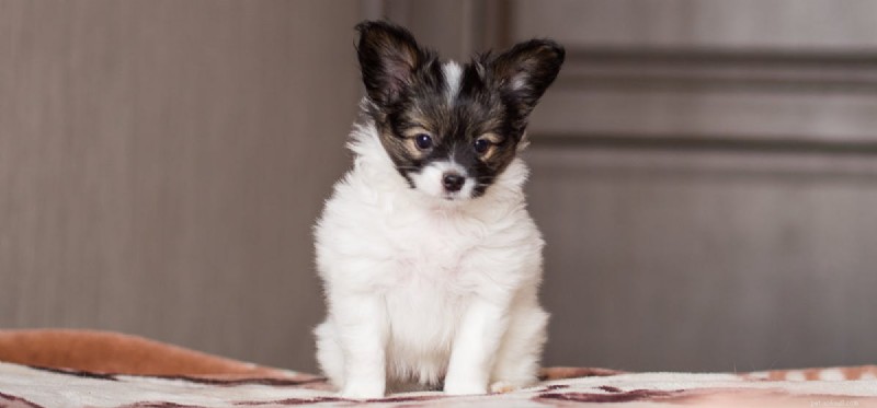 Do Dogs Experience Remorse? Insights into Their Emotional World