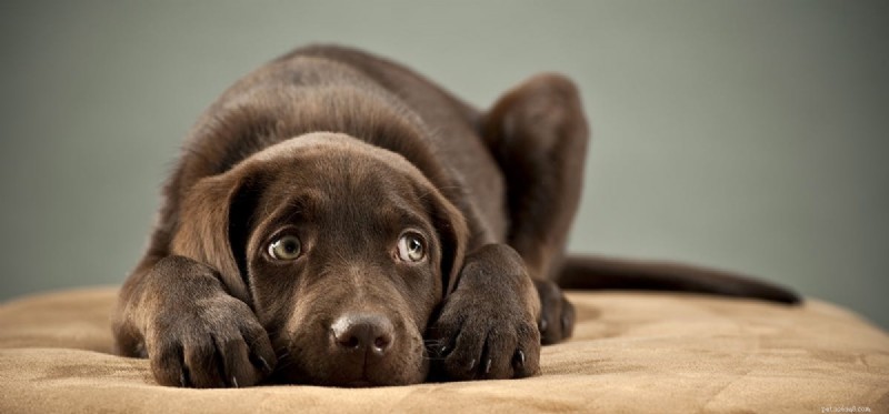 Do Dogs Experience Terror? Understanding Canine Fear and Anxiety