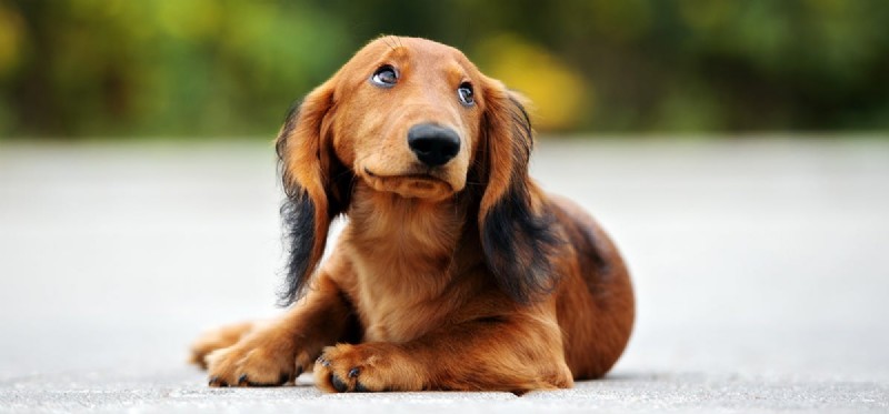 Do Dogs Experience Terror? Understanding Canine Fear and Anxiety