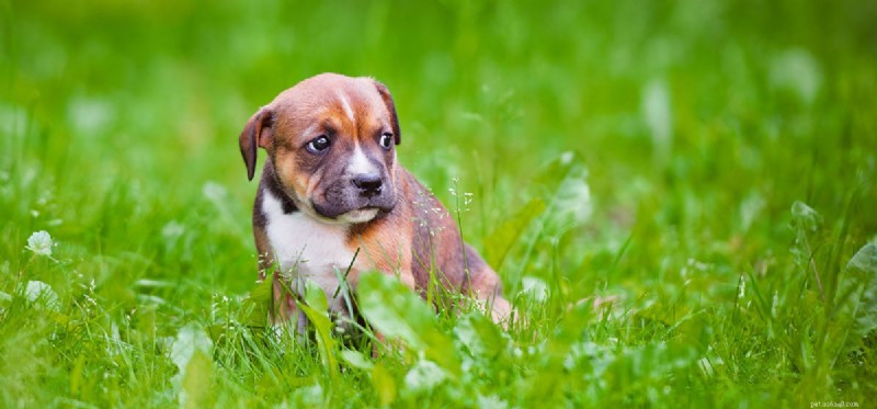 Do Dogs Experience Terror? Understanding Canine Fear and Anxiety