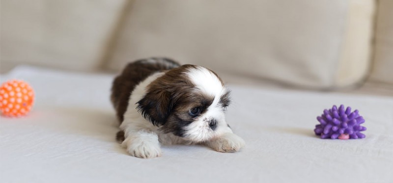 Do Dogs Experience Terror? Understanding Canine Fear and Anxiety