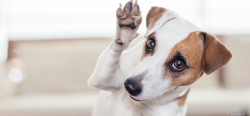 Can Dogs Sense Their Own Paws? Understanding Canine Touch Sensation