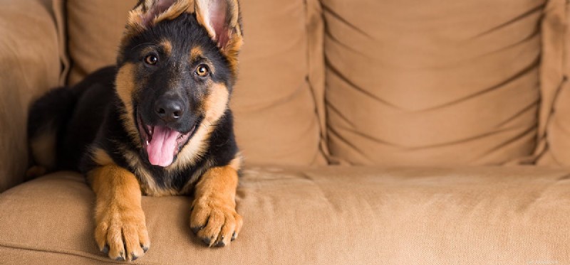 Can Dogs Sense Their Own Paws? Understanding Canine Touch Sensation