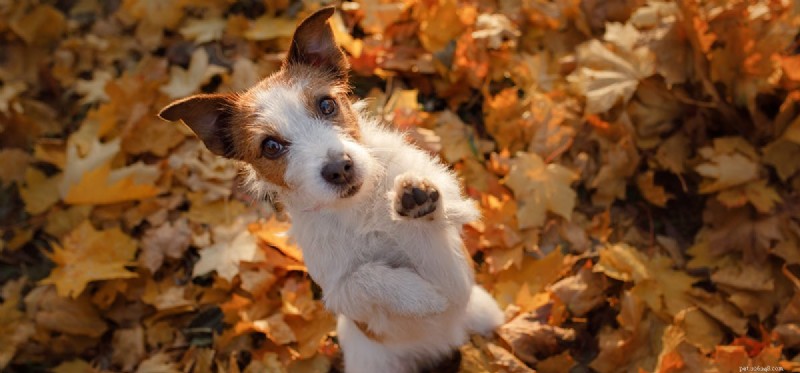 Can Dogs Sense Their Own Paws? Understanding Canine Touch Sensation