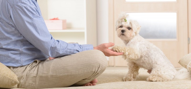 Can Dogs Sense Their Own Paws? Understanding Canine Touch Sensation
