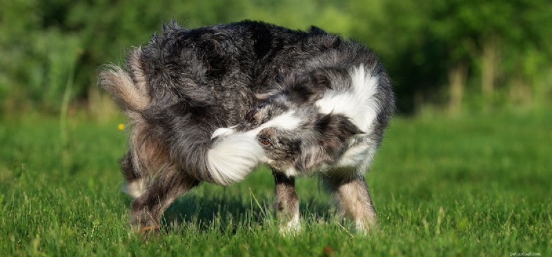 Do Dogs Truly Sense Their Tail? Insights into Canine Tail Perception and Movement