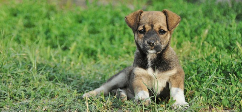 Can Dogs Truly Feel Upset? Uncover Their Emotional Connection