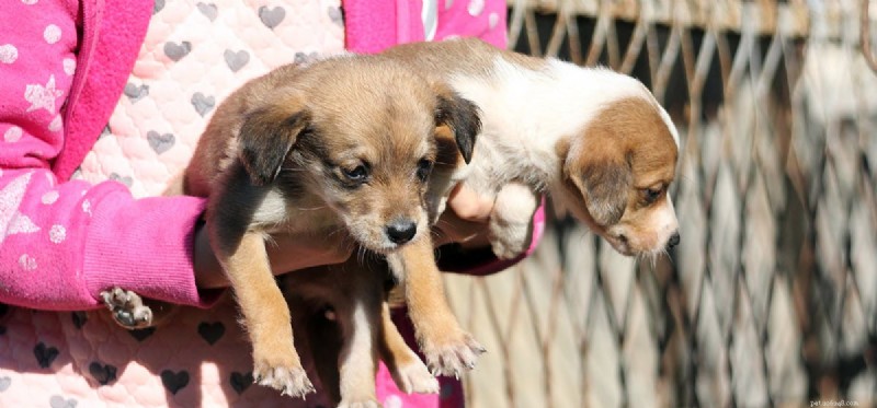 Can Dogs Truly Feel Upset? Uncover Their Emotional Connection
