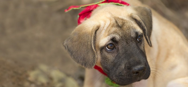 Can Dogs Truly Feel Upset? Uncover Their Emotional Connection