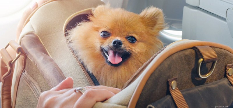 Flying with Dogs: A Pet Owner’s Guide to Air Travel Safety