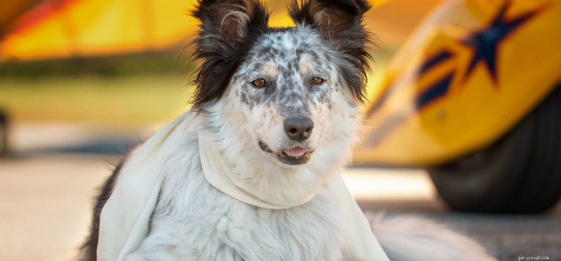 Flying with Dogs: A Pet Owner’s Guide to Air Travel Safety