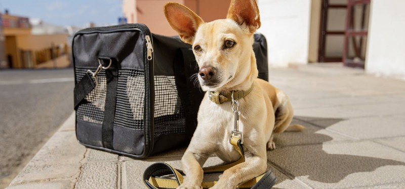 Flying with Dogs: A Pet Owner’s Guide to Air Travel Safety
