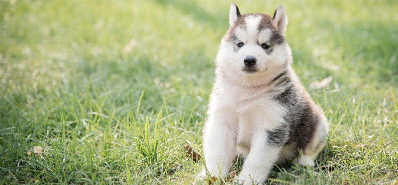 Is Adderall Safe for Dogs? Understanding the Risks