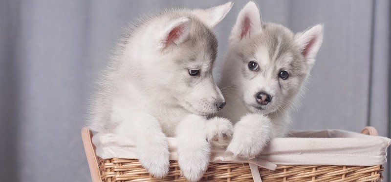 Is Adderall Safe for Dogs? Understanding the Risks