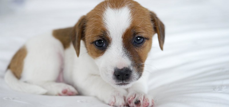 Is Adderall Safe for Dogs? Understanding the Risks