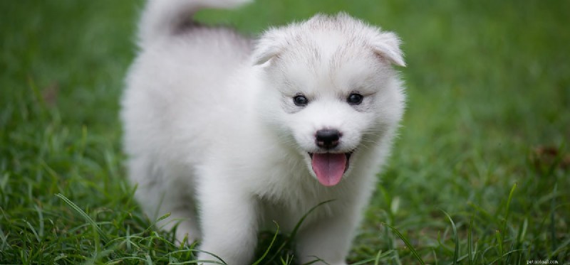 Is Adderall Safe for Dogs? Understanding the Risks