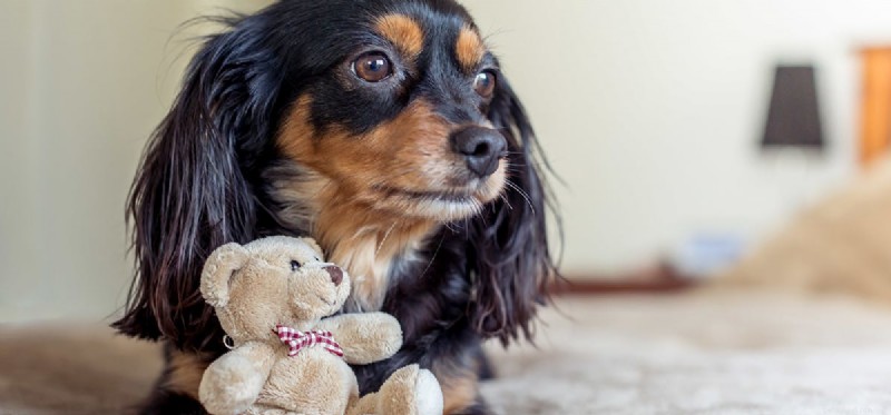 Do Dogs Experience Phobias? Understanding Their Fears and How to Help