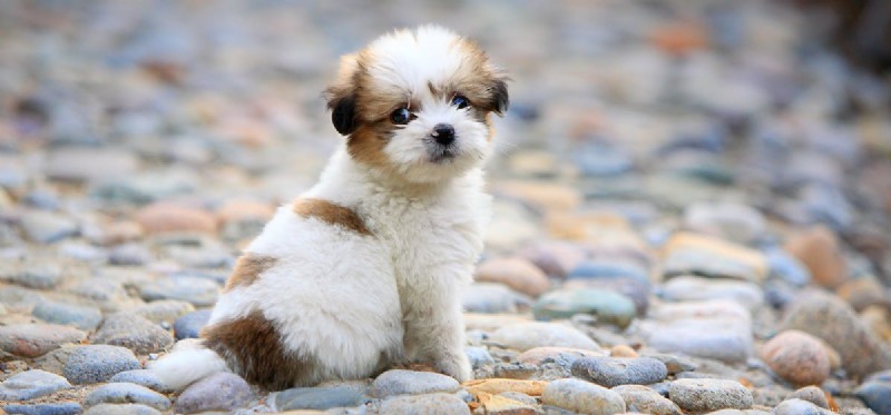 Do Dogs Experience Phobias? Understanding Their Fears and How to Help