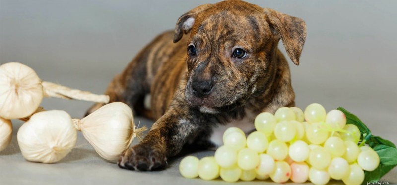 Why Garlic Is Toxic to Dogs: Protect Your Pet