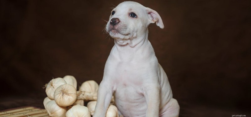 Why Garlic Is Toxic to Dogs: Protect Your Pet